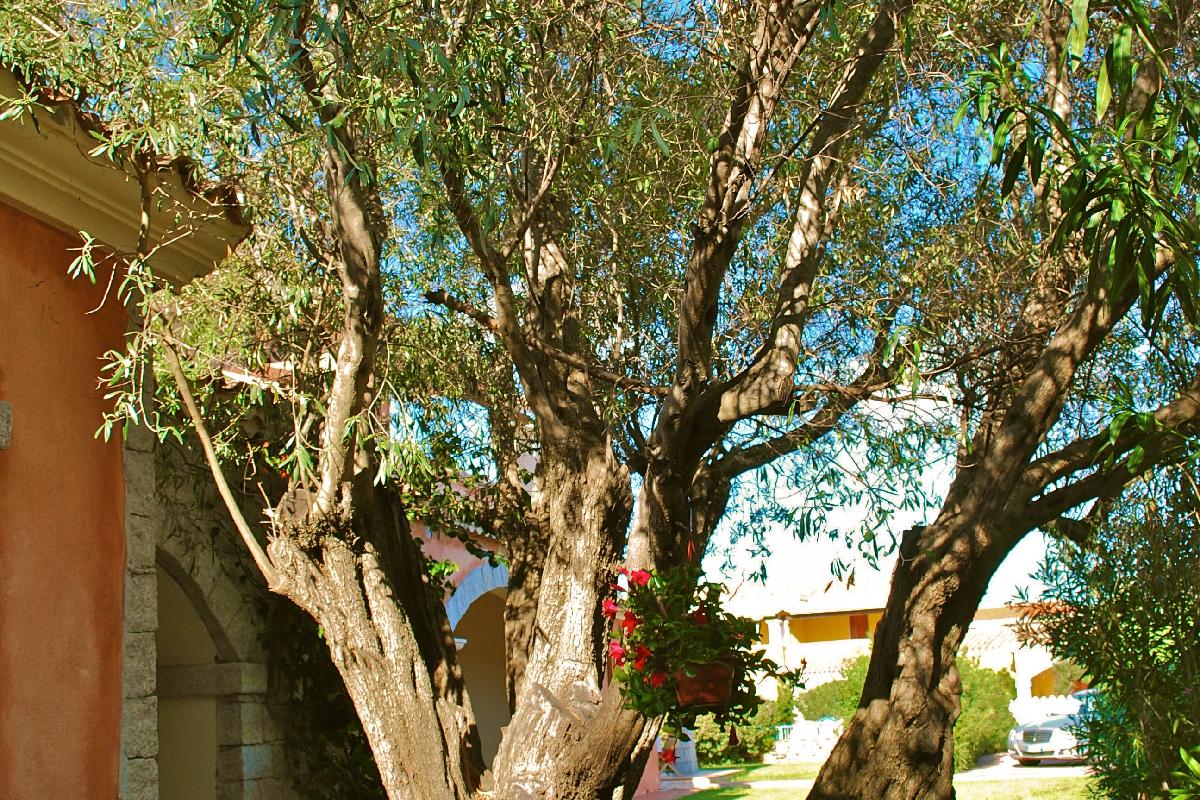 Nexus Hotels di Bini Viaggi S.R.L. Appartamenti Vecchio Stazzo San Teodoro -  Sistemazione Trilo 6 1