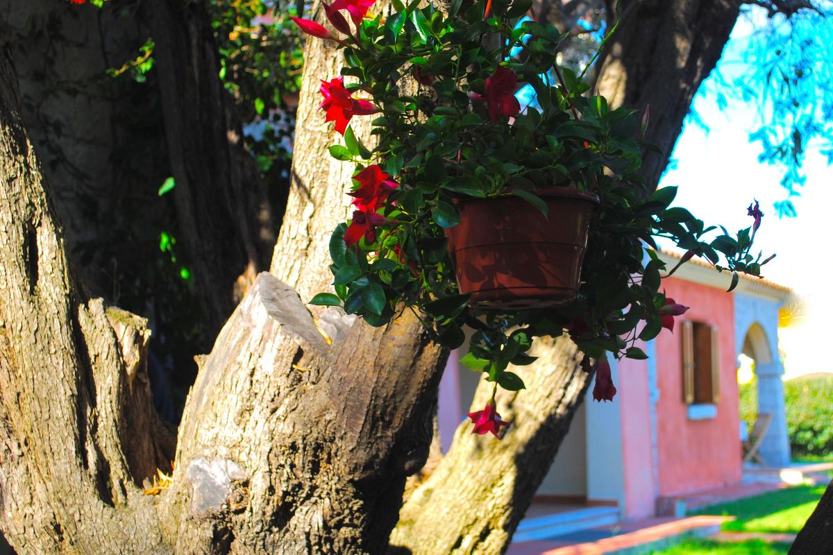 Nexus Hotels di Bini Viaggi S.R.L. Appartamenti Vecchio Stazzo San Teodoro -  Sistemazione Trilo 6 1